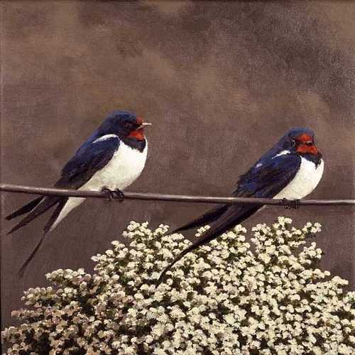 Swallows 2004
