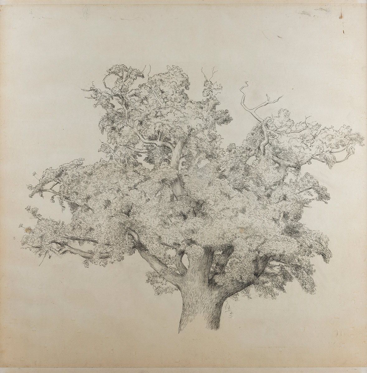 David-Inshaw-Oak-Tree-2016-pencil-on-paper-122cm-square