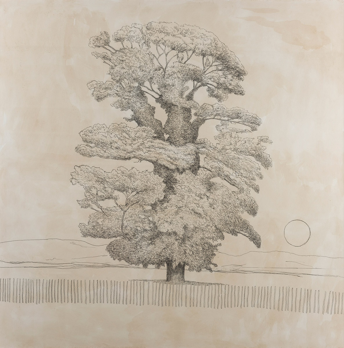 David-Inshaw-Sycamore-Tree-2019-encil-on-paper-122cm-square
