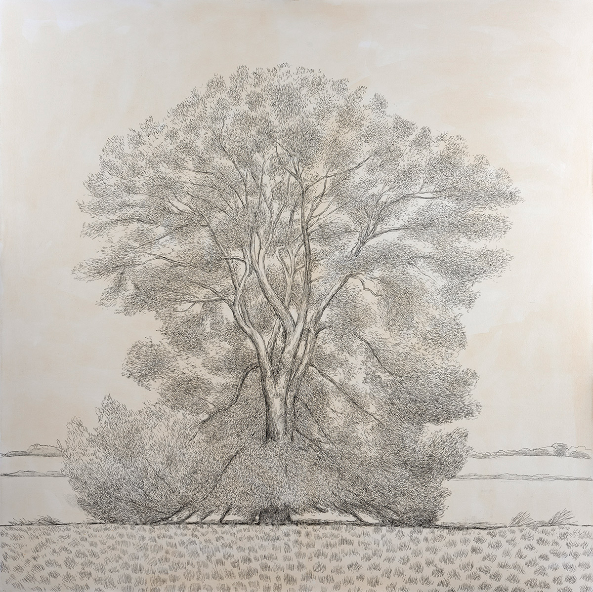 David-Inshaw-Willow-Tree-2019-pencil-on-paper-122cm-square
