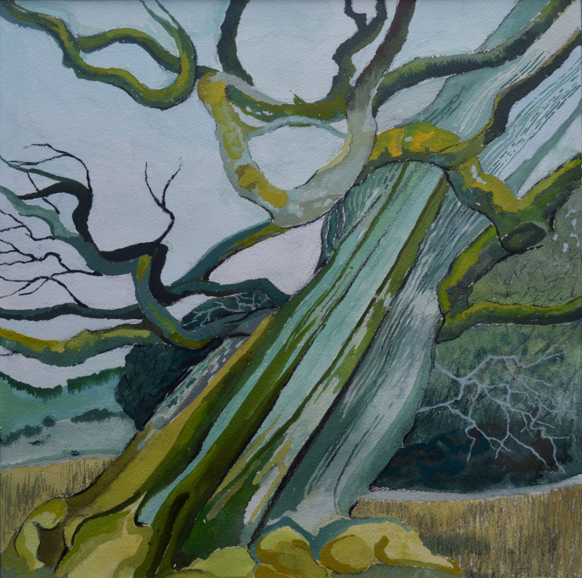 Ancient Tree gouache on paper 36 x 36 cm £900