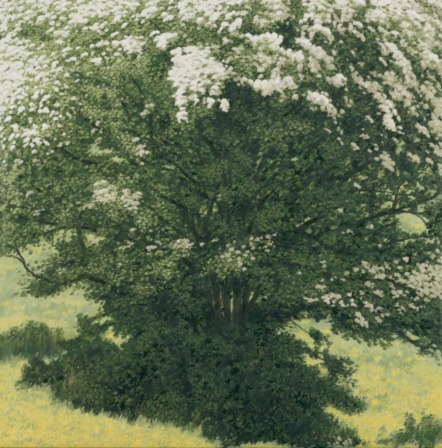 David Inshaw May Tree and Buttercups