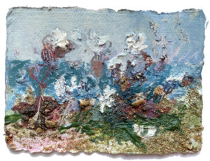 Frances Hatch Bladder Campion Blooms