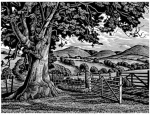Howard Phipps Wayside Ash Tree