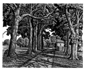 Howard Phipps Avenue of Trees