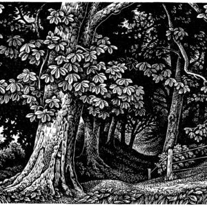 Howard Phipps Edge of the Wood, Broadchalke