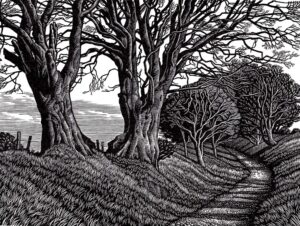 Howard Phipps Lewesdon Hill Beeches
