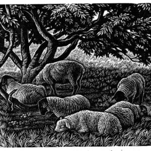 Howard Phipps Noonday Shade