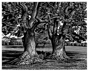 Howard Phipps Sweet Chestnut Trees