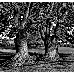 Howard Phipps Sweet Chestnut Trees