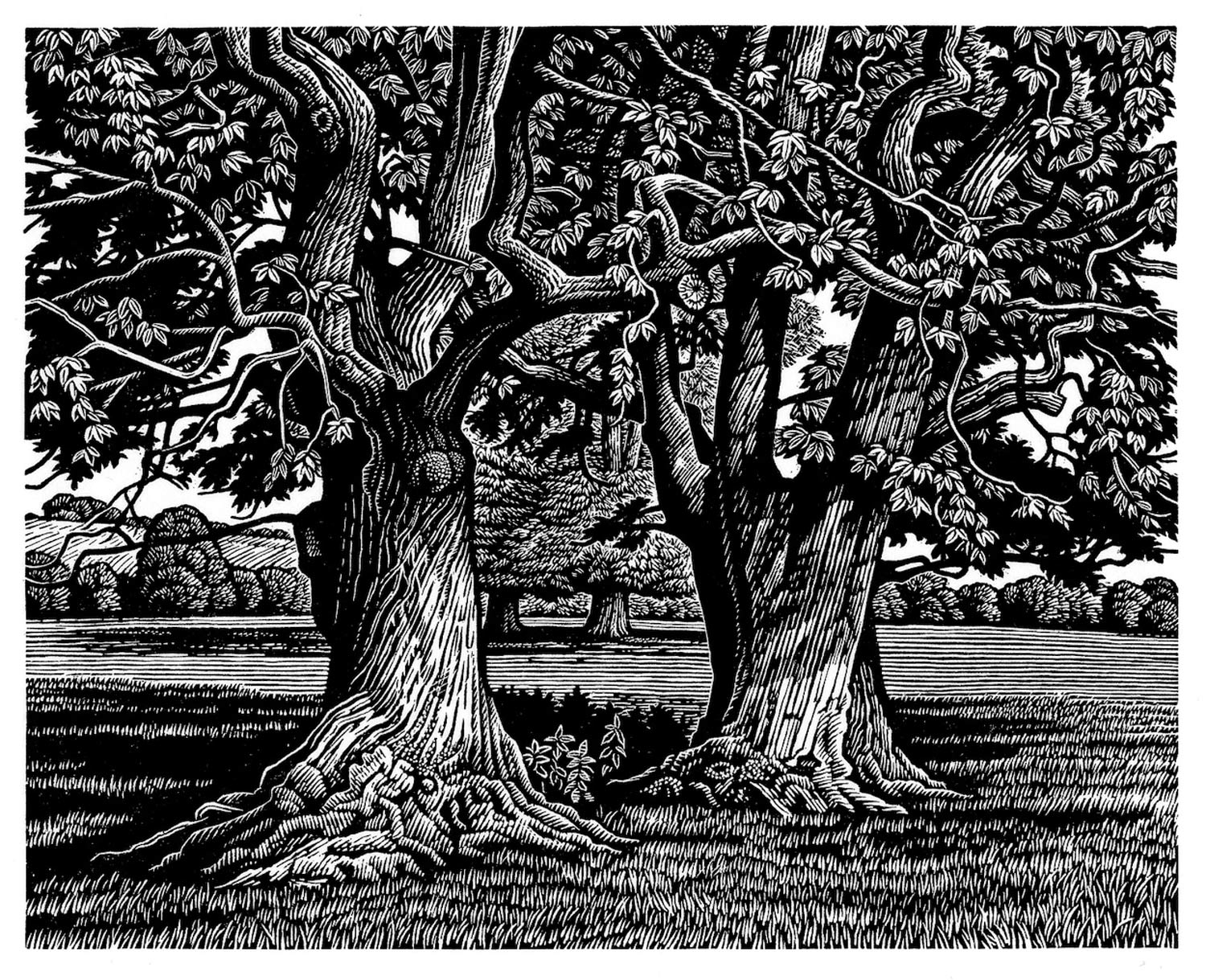 Howard-Phipps-Sweet-Chestnut-Trees