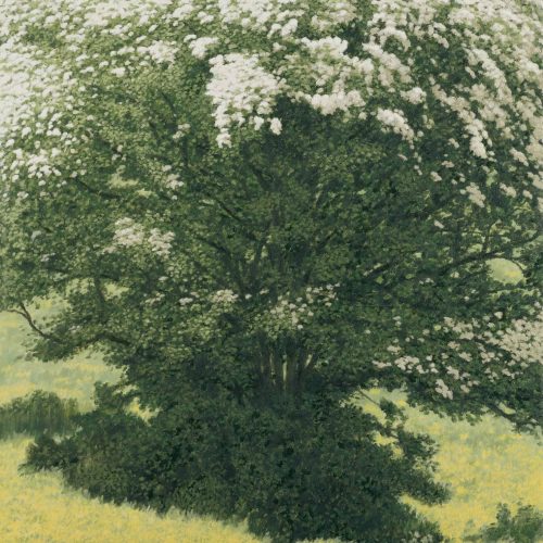 David Inshaw Maytree and Buttercups